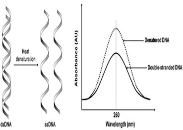 اندازه گیری دمای تخریب مولکول DNA با spectrophotometer